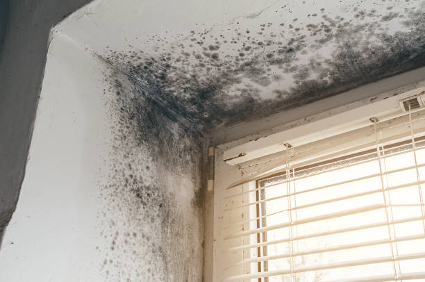 Affordable Attic Mold Remediation solutions in Maple Shade, NJ